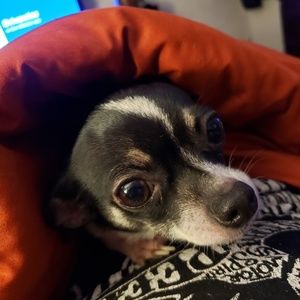 Meet your Posher, Sonya